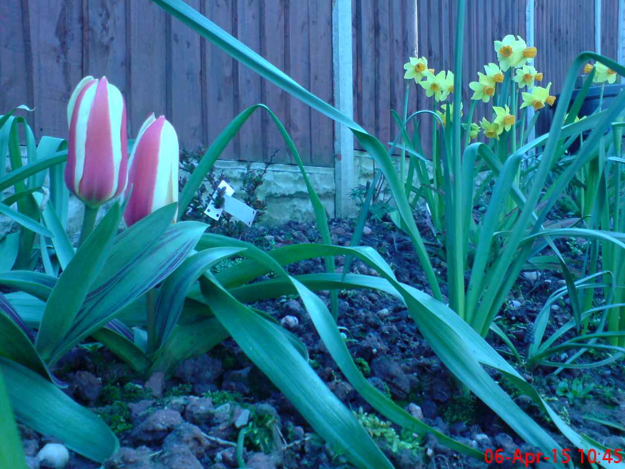 ImagesGarden/2015-04 Daffodils & Tulips.jpg
